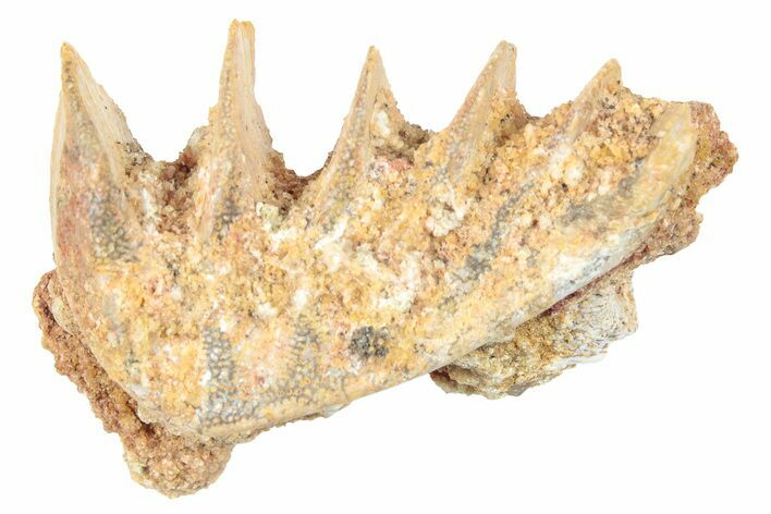 Cretaceous Lungfish (Ceratodus) Tooth Plate - Morocco #285269